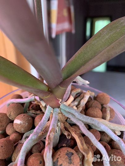 Фаленопсис