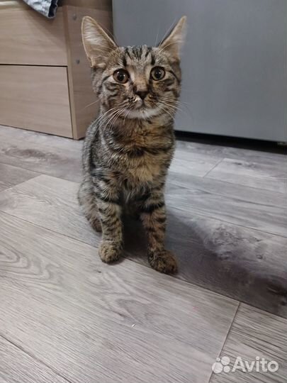 Кот, 5-6 мес