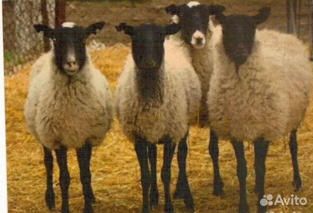Овцематки романовской породы