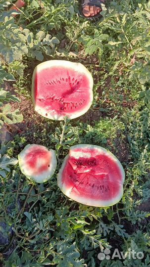 Продукты питания