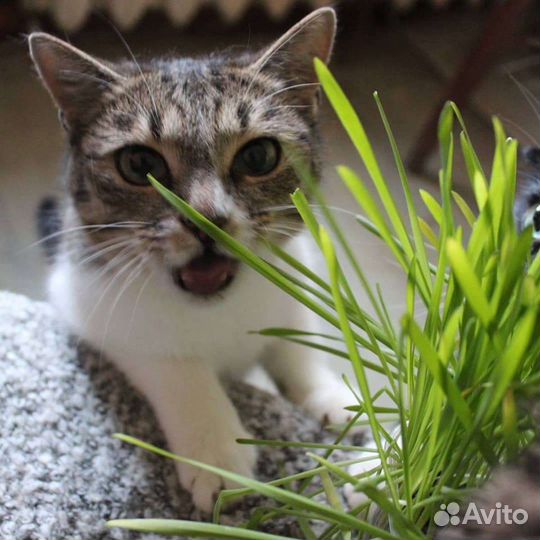 Зеленоглазая Кошка Грейс