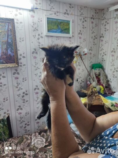 Кошки мейн-кун