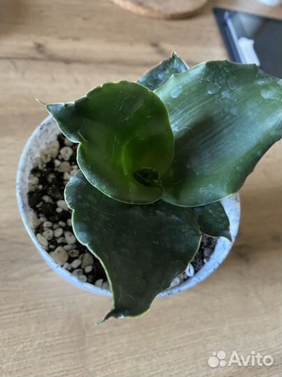 Сансевиерии разные