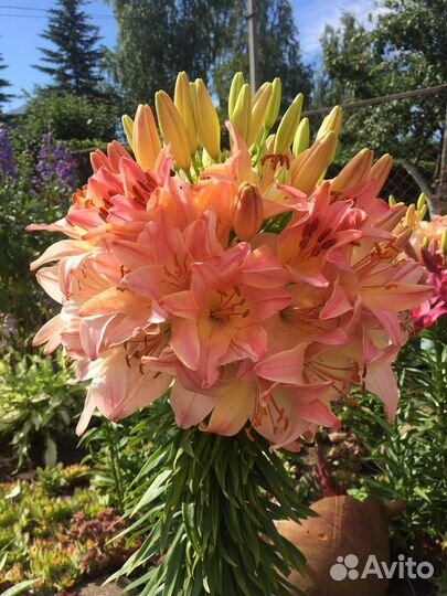 Лилия Марлена