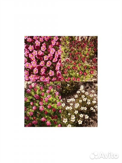 Камнеломка