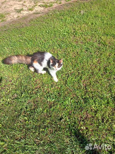 Котенок в добрые руки