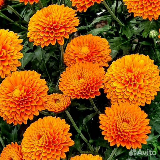 Хризантемы