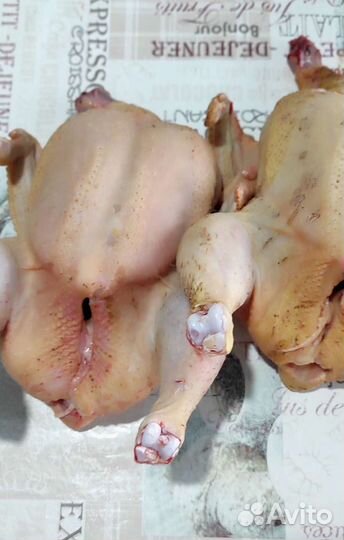 Куры бройлеры тушки мясо