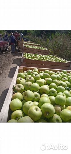 Яблоки оптом