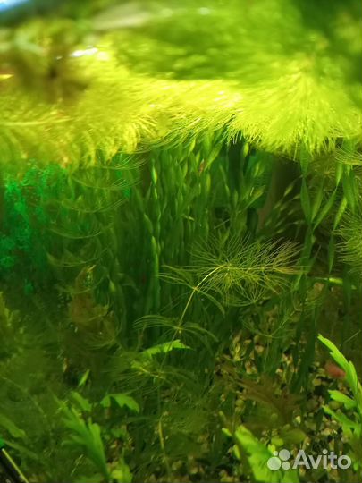 Роголистник, валлиснерия спиральная