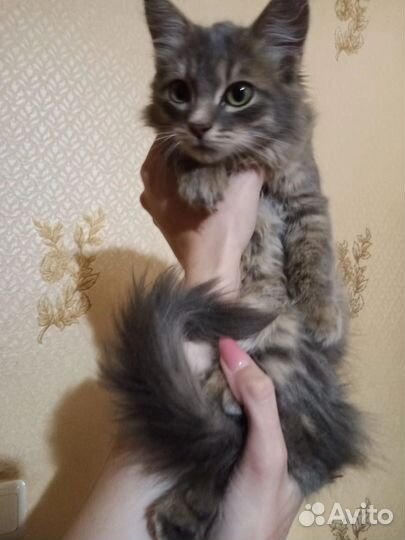 Котенок мальчик в добрые руки