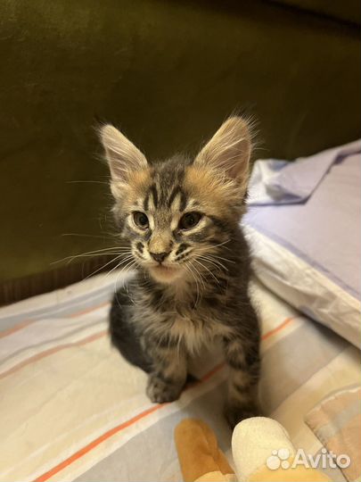 Котята мэйн кун