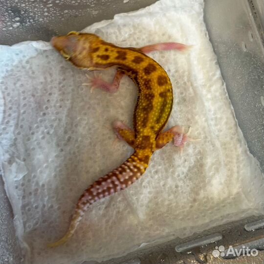 Пятнистые эублефары леопардовые гекконы питомник