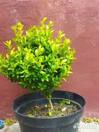 Самшит, штамбовая форма