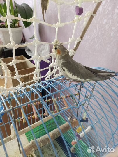 Птенцы корелла