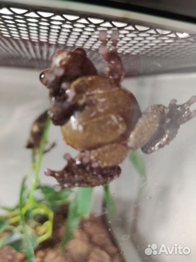 Лягушка Theloderma asperum