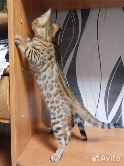 Бенгальские котята