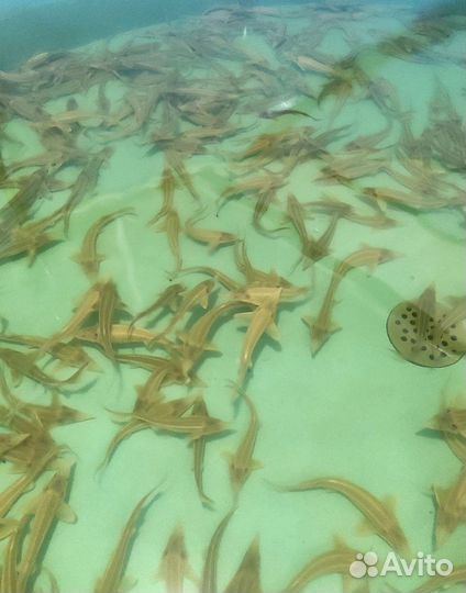 Малек альбиноса