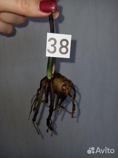 Замиокулькас блек равен