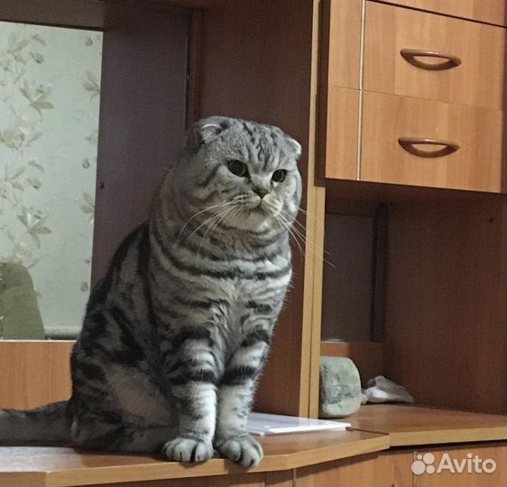 Вязка кот шотландец вислоухий