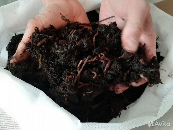 Калифорнийские дождевые черви