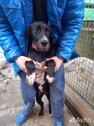 В добрые руки