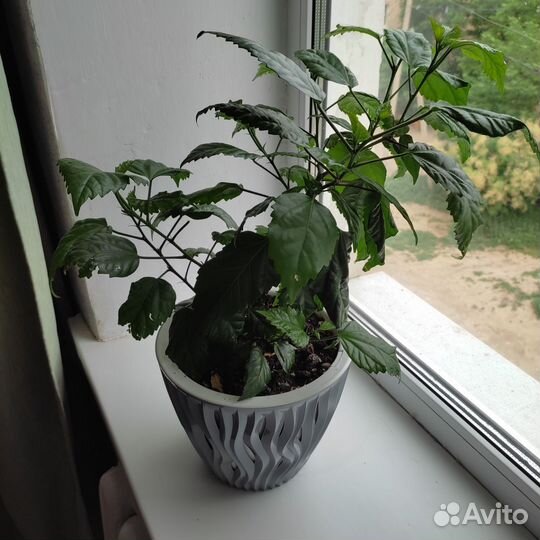 Гибискус(китайская роза) махровый, красный