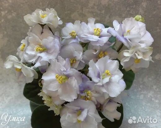 Фиалки сортовые