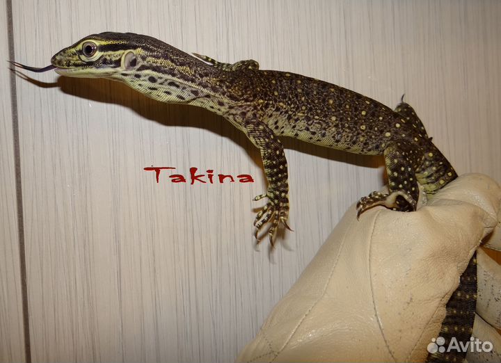 Ящерица хищная, сухопутная