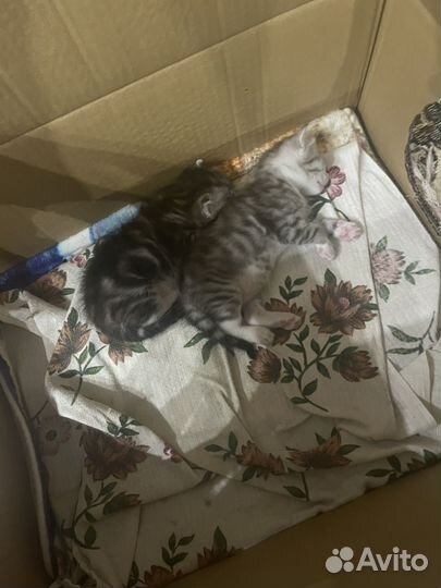 Сибирские котята в добрые руки