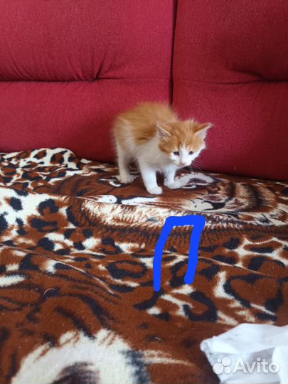 Отдадим котят