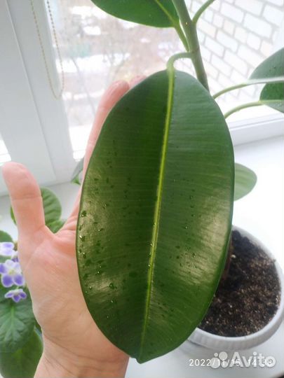 Фикус каучуконосный или эластика