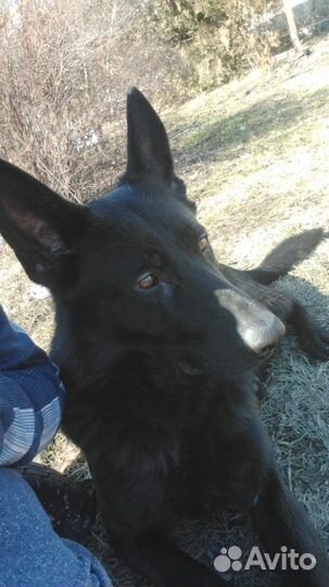 Щенок Немецкой овчарки, девочка