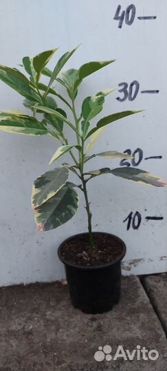 Саженцы цитрусовых Помело Вариегатное