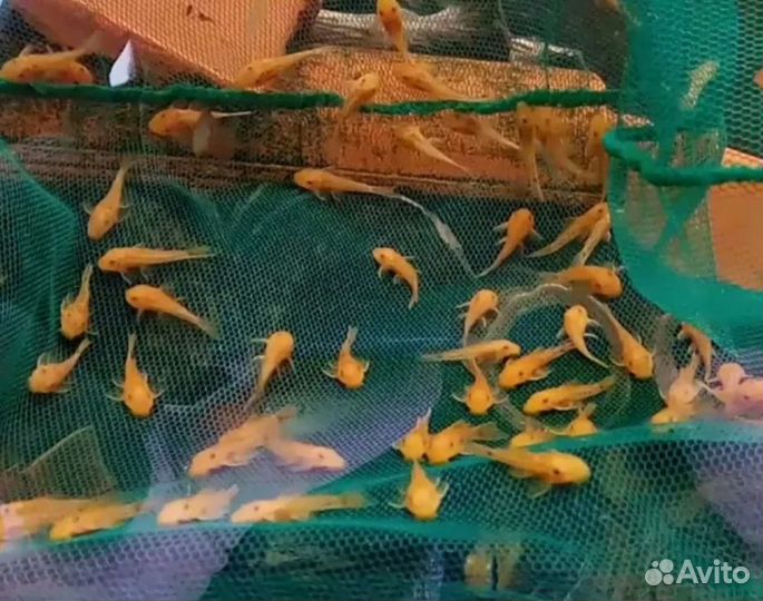 Рыбки Сомики Анциструсы желтые