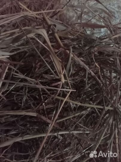 Продам сено в рулонах