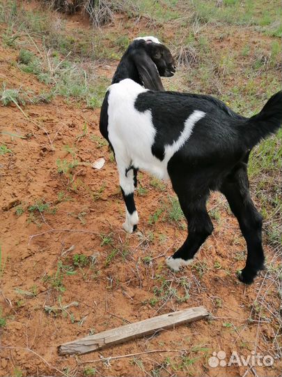 Коза, Козочка, Козлик Англо-нубийские и процентные