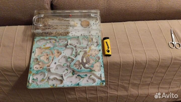 Муравьиная ферма