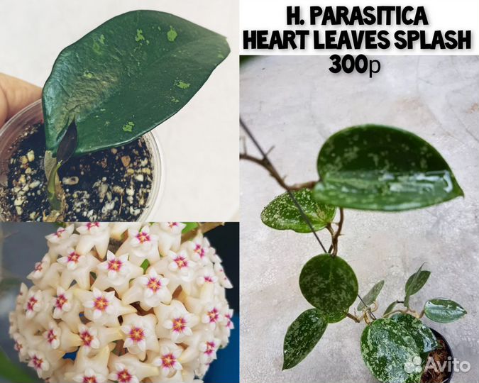 Хойи сортовые - 3