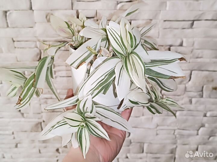 Традесканция