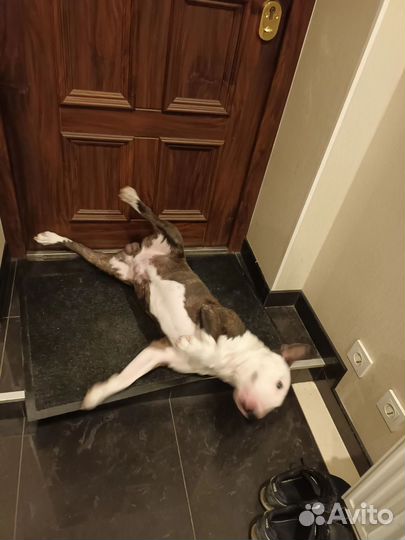 Стандартный бультерьер