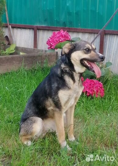 Собака в добрые руки