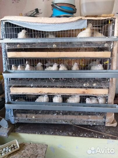 Клетка с перепелами