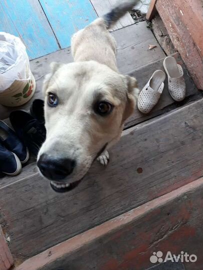 Собаки бесплатно в добрые руки