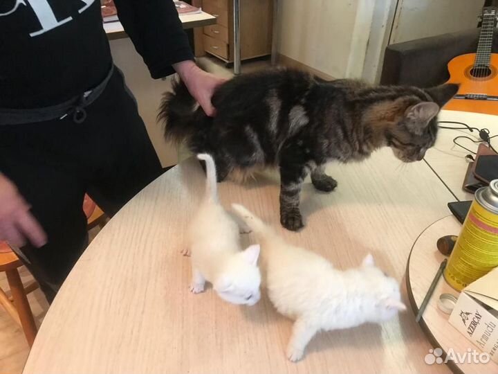 Котята мейн-кун