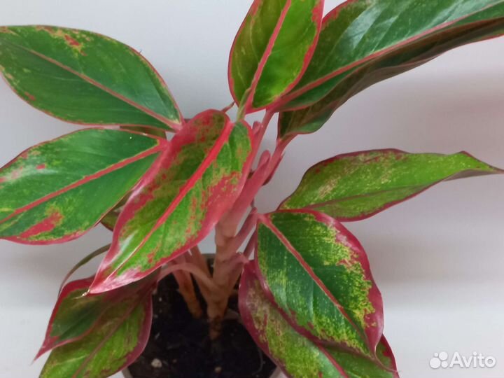 Аглаонема крит