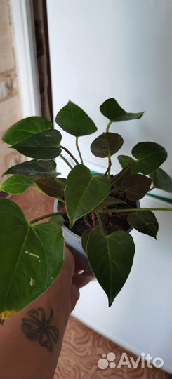 Продается Антуриум Адиос Спринг (adios spring)