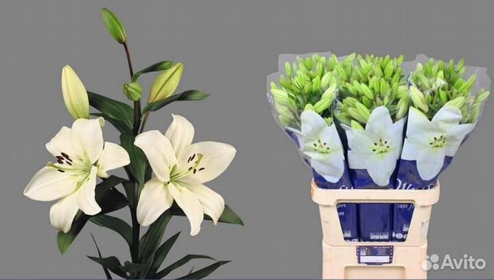 Живые цветы оптом. Розы оптом