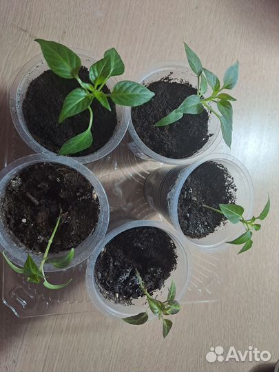 Рассада острого перца