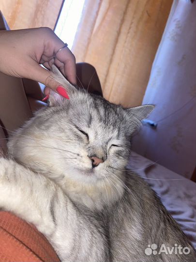 Отдам бесплатно